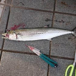 暴釣!サーベルハント!