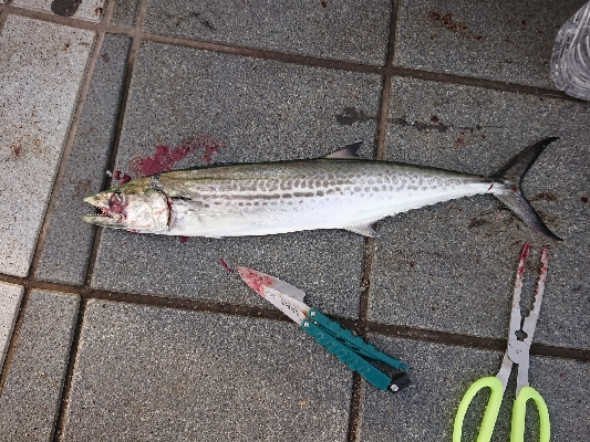 暴釣！サーベルハント！