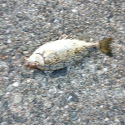 シーズンオフですか