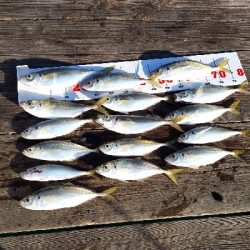 アジ釣り