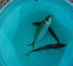 寒いけどアジング