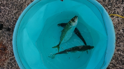 寒いけどアジング