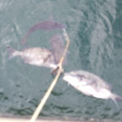 今年4度目の年無し