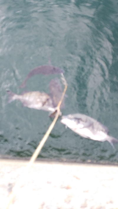 今年4度目の年無し