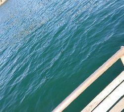 ボートマゴチング！