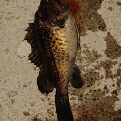 ２日連チャン！