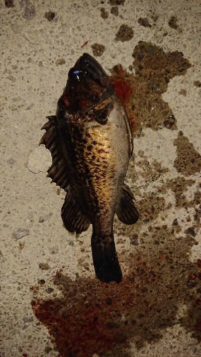 ２日連チャン！