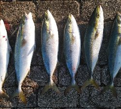 青物ラッシュ再びか！？