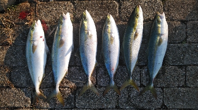 青物ラッシュ再びか！？