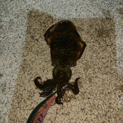 釣れてくれてありがとう