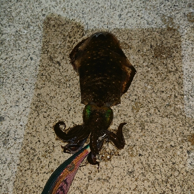 釣れてくれてありがとう