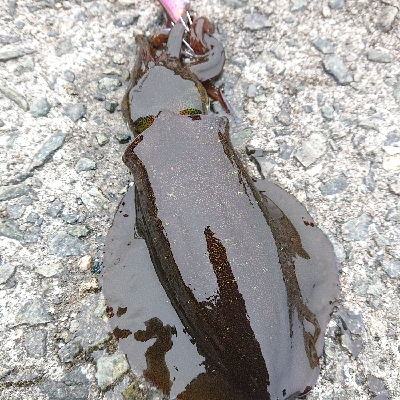 お正月用のイカゲット！