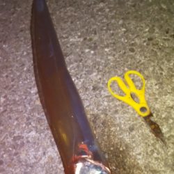 沖堤防より釣れる？