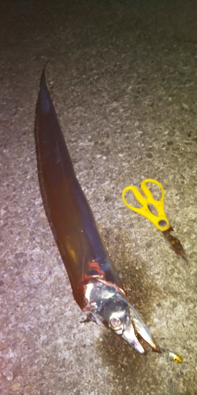 沖堤防より釣れる？