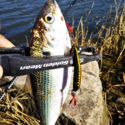 な、なんでやねーん