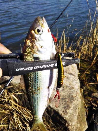 な、なんでやねーん