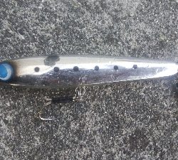 徳島北部でツバス