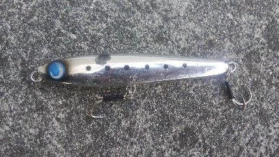 徳島北部でツバス