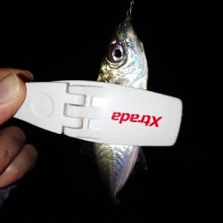 エギングやったんやけど