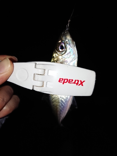 エギングやったんやけど