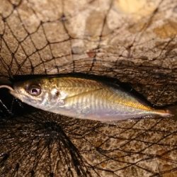 久しぶりのアジング