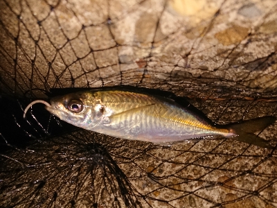 久しぶりのアジング