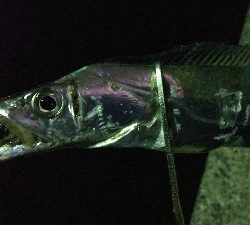 早朝タチウオのラスト釣行