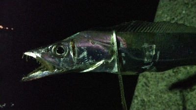 早朝タチウオのラスト釣行