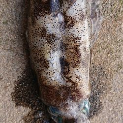 朝マズメエギング