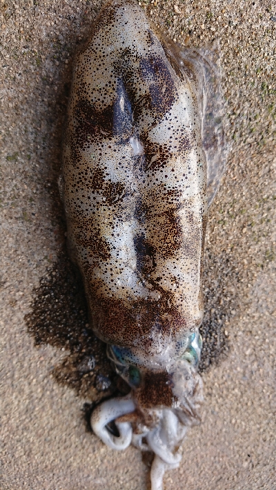 朝マズメエギング