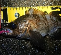 短時間メバリング