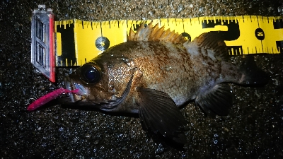 短時間メバリング