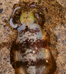 朝マズメ狙いエギング