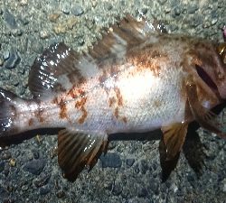 ちょこっとメバリング