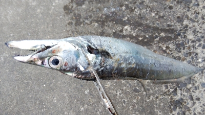 タチウオ復活？探せば居るんやなあ