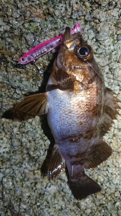 仕事終わりメバリング