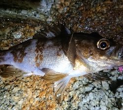 夜メバリングに…