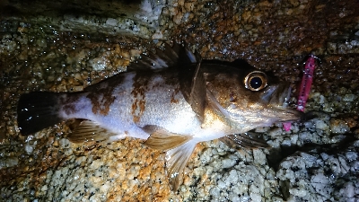 夜メバリングに…