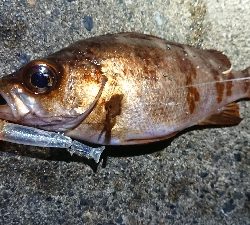 年末天気が荒れる前に