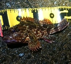 ナイトメバリング