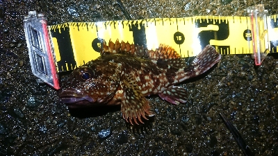 ナイトメバリング