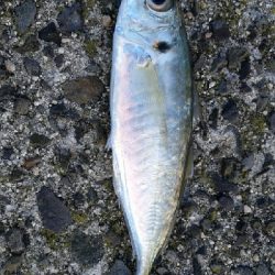 釣り予報アプリに期待して