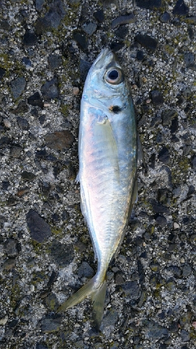 釣り予報アプリに期待して