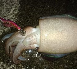 こいつらの季節に