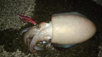 こいつらの季節に