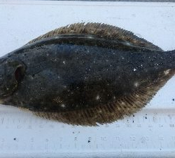 今シーズン1匹目