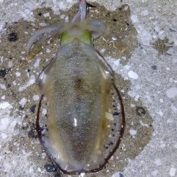 苦手なナイトエキングで