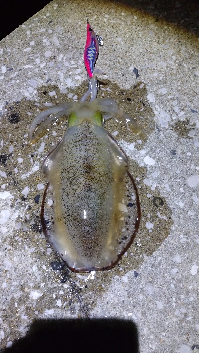 苦手なナイトエキングで