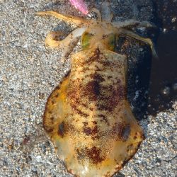 出張でエキング