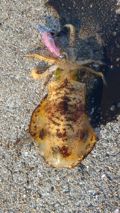 出張でエキング